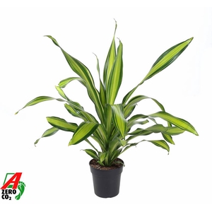 Dracaena Charley