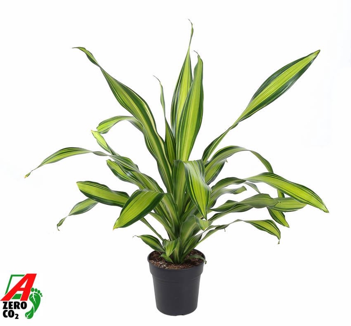 Dracaena Charley