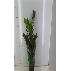 ZAMIOCULCAS PREMIUM P17 PREMIUM
