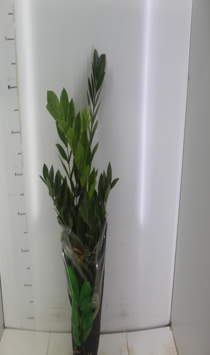 <h4>ZAMIOCULCAS PREMIUM P17 PREMIUM</h4>