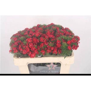 Di Barb Breanthus Amras Red