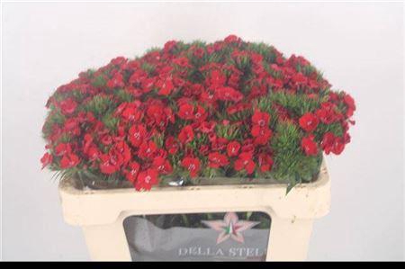 <h4>Di Barb Breanthus Amras Red</h4>