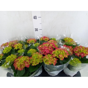 Hydrangea mac. 'Hi Fire'