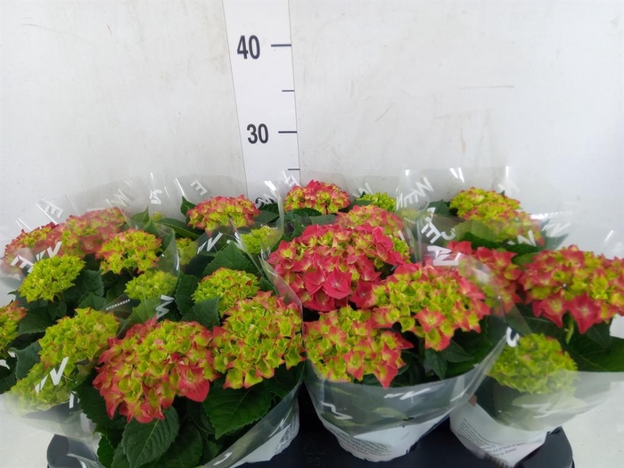 <h4>Hydrangea mac. 'Hi Fire'</h4>