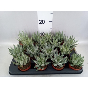 Aloe humilis