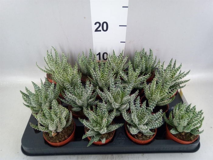 <h4>Aloe humilis</h4>