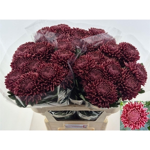 Chr G Bigoudi Red