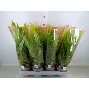 Nephrolepis exal. 'Green Lady'