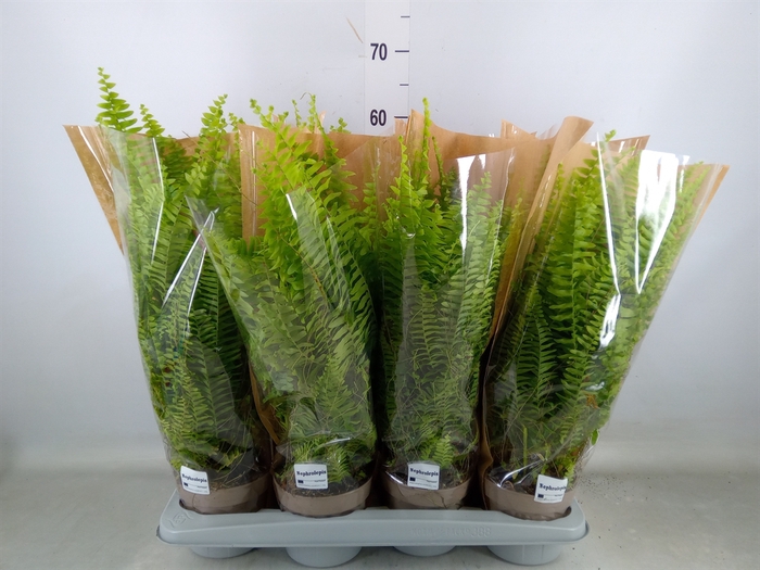 <h4>Nephrolepis exal. 'Green Lady'</h4>