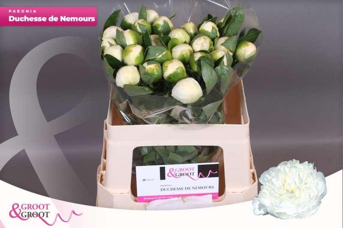 <h4>Paeonia Duchesse De Nemours</h4>