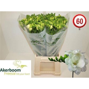 Fr Du Romantic White