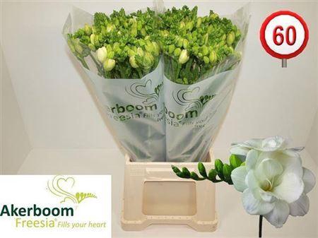 <h4>Fr Du Romantic White</h4>