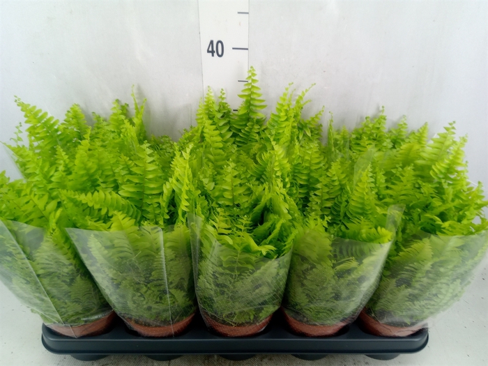 <h4>Nephrolepis exal. 'Boston BlueBell'</h4>