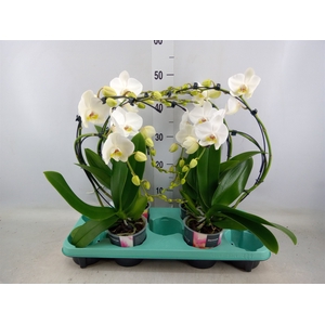 Phalaenopsis   ...white