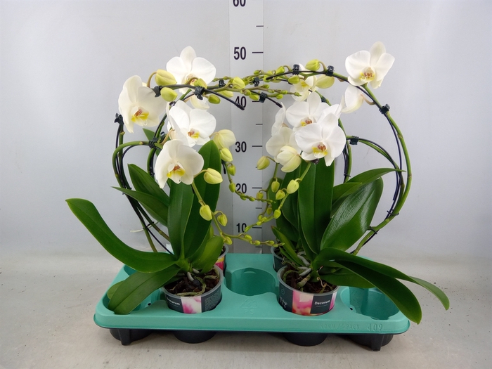 <h4>Phalaenopsis   ...white</h4>