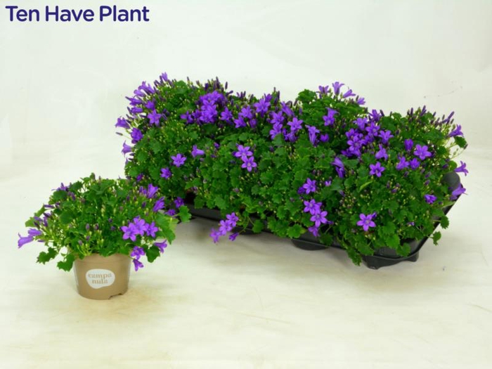 <h4>CAMP POR PORTO</h4>