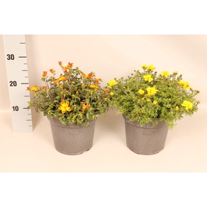 Perkplanten 19 cm Bidens Divers