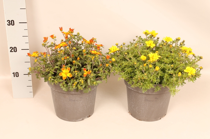 <h4>Perkplanten 19 cm Bidens Divers</h4>