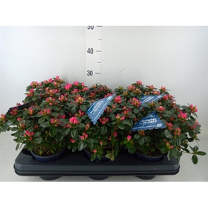 Rhododendron sim. 'Hor Class Rouge'