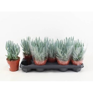 Curio ficoides Tali Mount Everest 12Ø 25cm