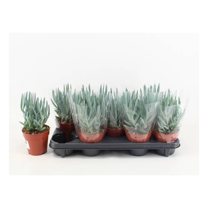 <h4>Curio ficoides Tali Mount Everest 12Ø 25cm</h4>