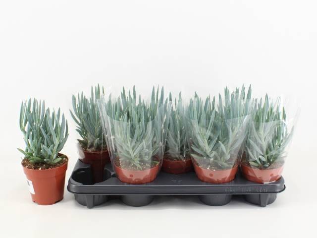 Curio ficoides Tali Mount Everest 12Ø 25cm