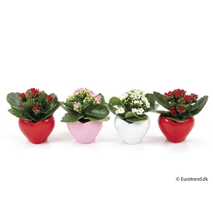 KALANCHOE BLOSSF P 6 E 2550