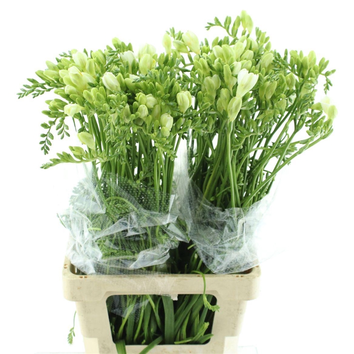 <h4>Fr En Ambiance</h4>