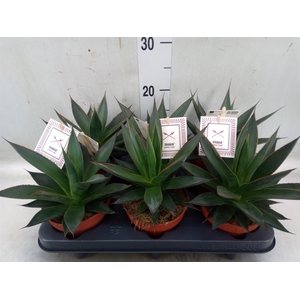 Agave  'Shaka Zulu'