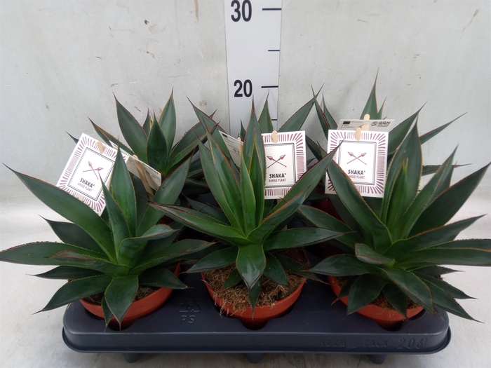 <h4>Agave  'Shaka Zulu'</h4>