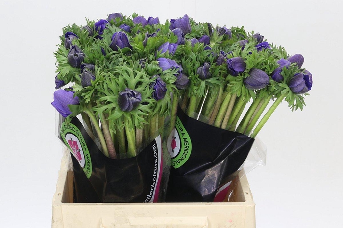 <h4>Anemone Mistral Plus Blue</h4>