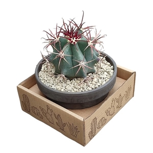 FEROCACTUS EMORYI - IN TERRACOTTA BOWL Ø 15 - CARDBOARD BOX 15X15 CM (CACTUS)