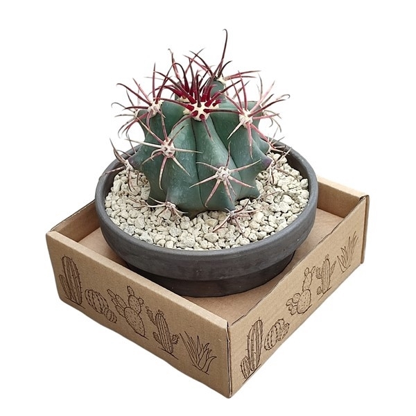 <h4>FEROCACTUS EMORYI - IN TERRACOTTA BOWL Ø 15 - CARDBOARD BOX 15X15 CM (CACTUS)</h4>