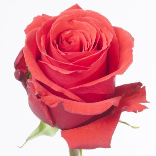 <h4>ROSA NINA</h4>