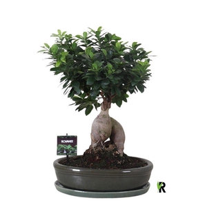 Ficus microcarpa 'Ginseng'