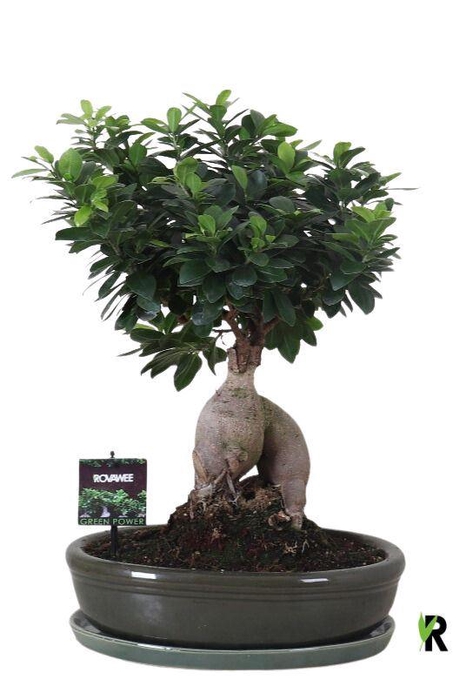 <h4>Ficus microcarpa 'Ginseng'</h4>