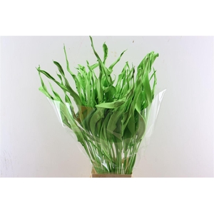 Dried Strelitziablad Appelgroen P Stem