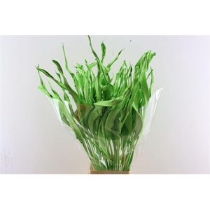 Dried Strelitziablad Appelgroen P Stem