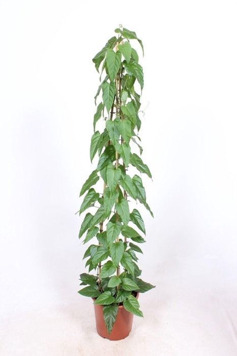 <h4>Cissus</h4>