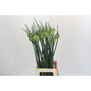 Allium Kenton