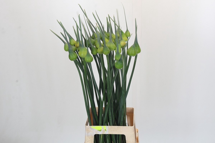<h4>Allium Kenton</h4>