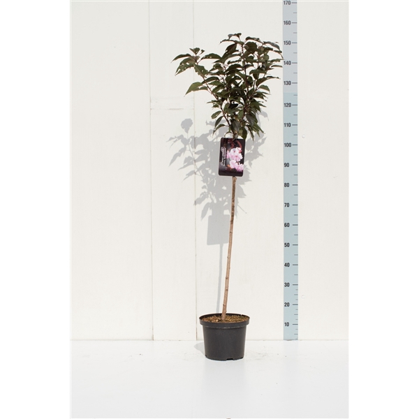 <h4>Prunus serrulata 'Royal Burgundy' 110</h4>