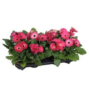 Gerbera Flori Line Paars
