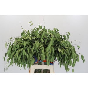 Chasmanthium latifolium 'Mantis'