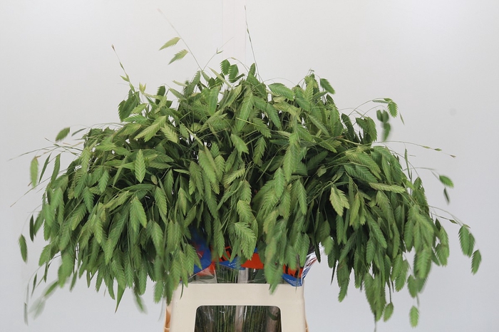 <h4>Chasmanthium latifolium 'Mantis'</h4>