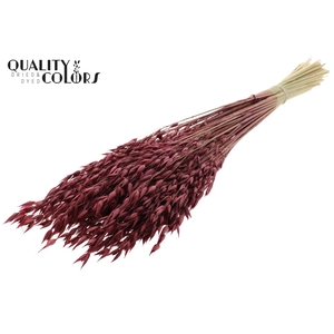 Avena Premium per bunch Burgundy
