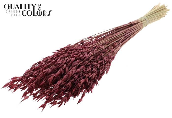 Avena Premium per bunch Burgundy