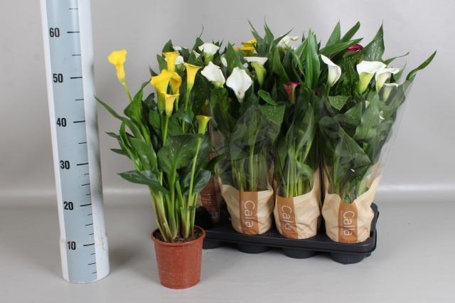 <h4>ZANT GEM 3 KL</h4>