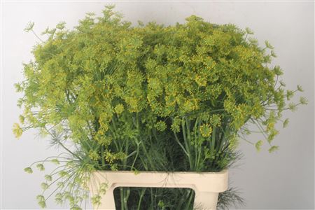 <h4>Anethum Graveolens</h4>