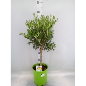 Olea europaea